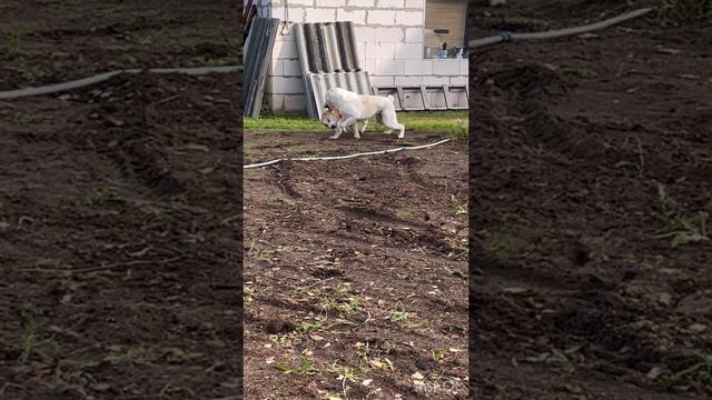 Щенок алабая 5 мес смотреть онлайн