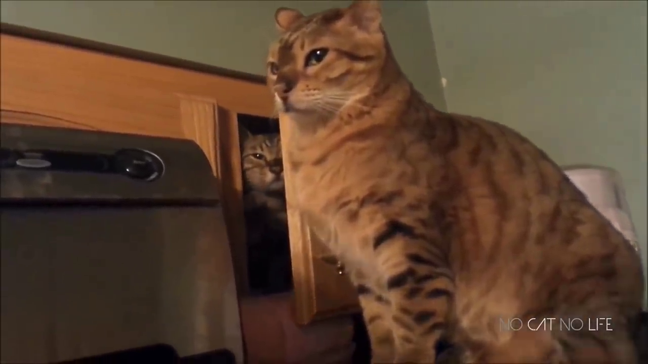 Веселые коты Part 1