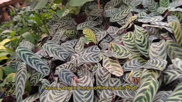 Harga tanaman hias di kebun смотреть онлайн