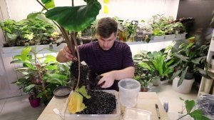 РАЗМНОЖЕНИЕ АЛОКАЗИИ СТИНГРЕЙ ПРОСТОЙ СПОСОБ