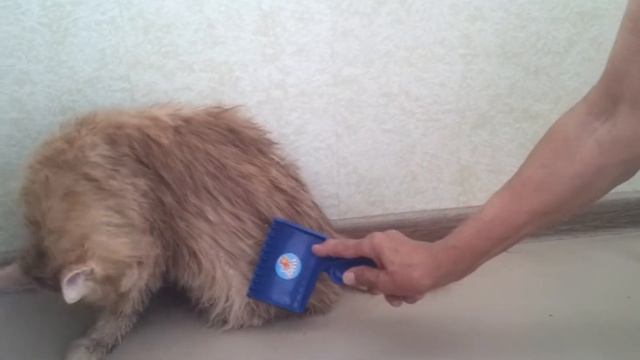 мы купали моего кота смотреть онлайн