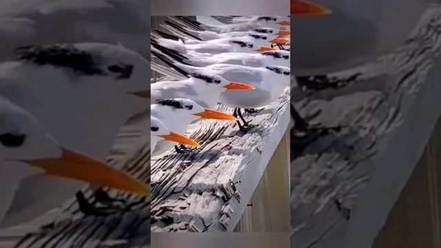 Ветром живущие ?️⛵️⚡️bayoun.ru #птицы #море #ветер #приколы #животные смотреть онлайн