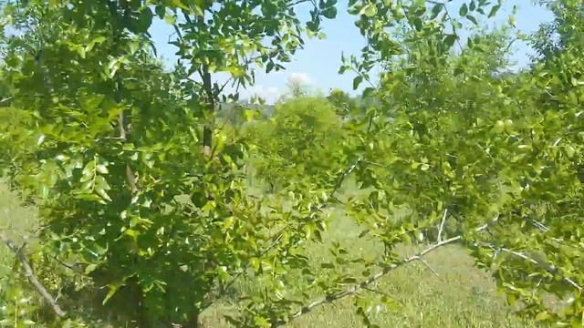 Плантация Унаби Зизифуса Ююба смотреть онлайн