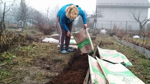 Посадка Голубики с нуля в Московской области смотреть онлайн