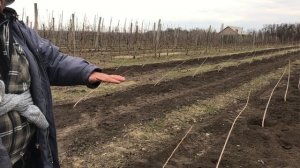 Посадка сада черешни по интенсивной технологи UFO