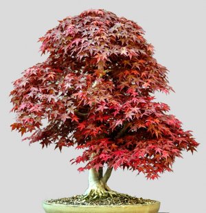 Японский клён - руководство по выращиванию