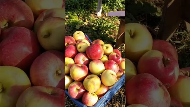 яблоня Лигол.техническая спелость плодов.2020г. смотреть онлайн