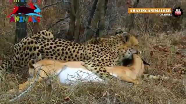 Уникальное видео Антилопа обманула гепарда и гиену смотреть онлайн