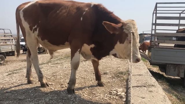 Скотный рынок Хасавюрт Дагестан суббота 12 августа цены на скот