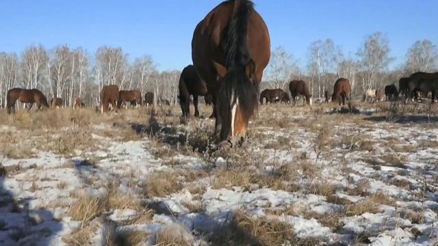 Лошади тяжеловозы 2020 смотреть онлайн