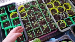 Рассада не вытянется Когда подсыпать грунт и какой Нарастила подоконник еще Не влезает  все