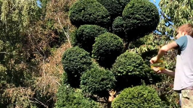 How To keep Topiary Tidy! Pruning Timelapse Taxus Baccata ☁️Topiary? #gardening #artistic #passion смотреть онлайн