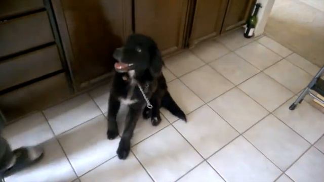 Shep смотреть онлайн