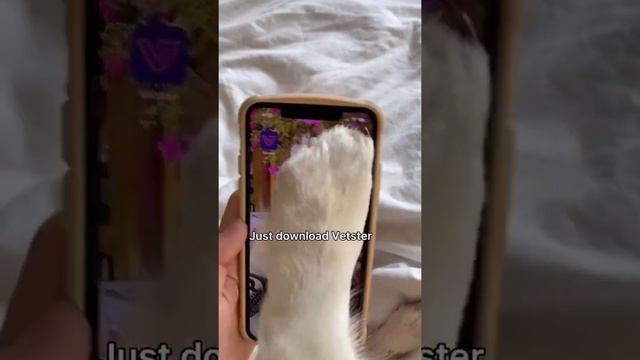 Ruby doesn't feel well and needs to see a vet! смотреть онлайн