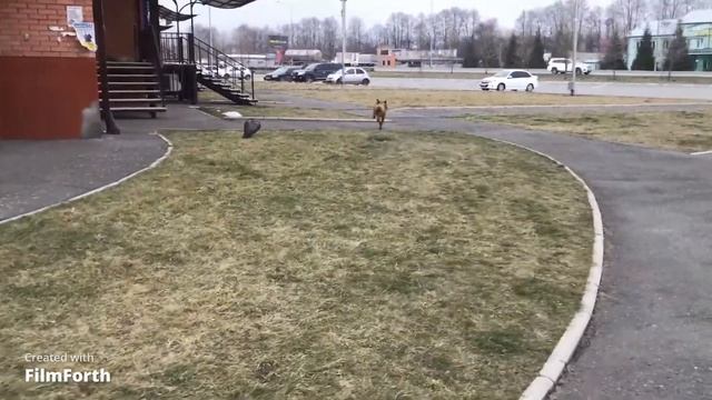 Команды-воспитание,Дрессировка часть 2!!! 15 Месяцев уже нам) смотреть онлайн