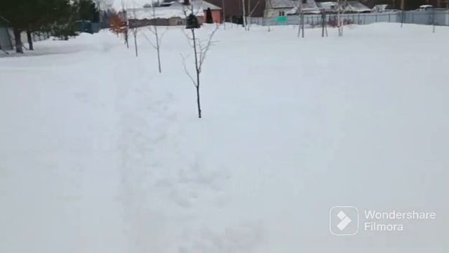 Акитомания! Белая акита! #акитомания #щенки #американскаяакита #игрыщенков смотреть онлайн