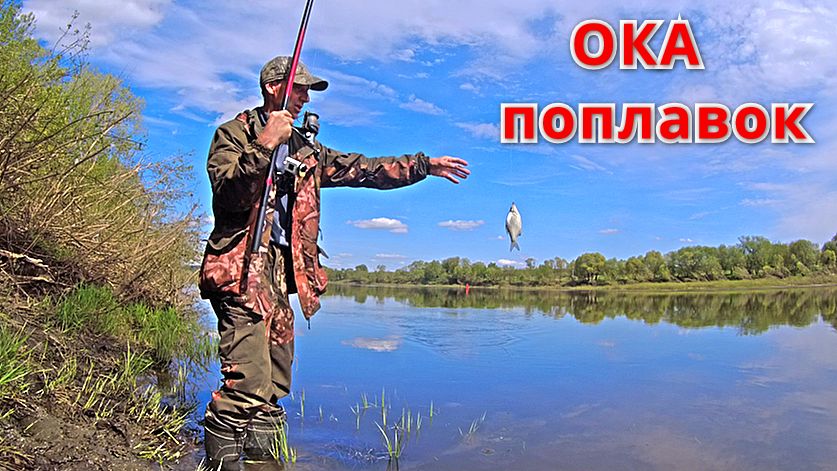 НА ПОПЛАВОК МНОГО ПОКЛЁВОК. Рыбалка в проводку на Оке и немного ДОНКИ. смотреть онлайн