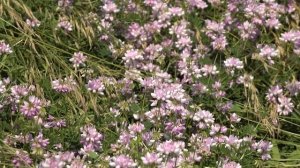 Цветы заставка 4к HDR без рекламы