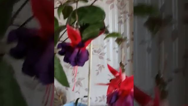 фуксия сорт voodo 20200717 092952?⛅️⛅️ смотреть онлайн