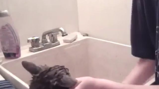 Как не надо мыть кота How do not to bathe a cat смотреть онлайн