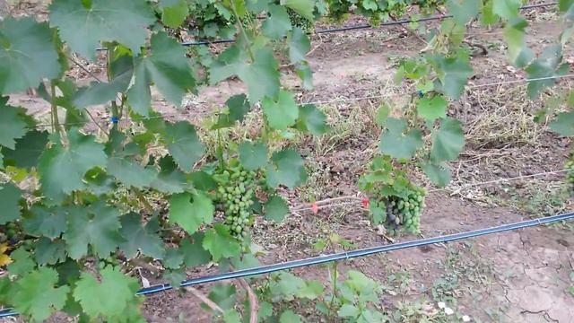 20160719 Виноград Чарли смотреть онлайн