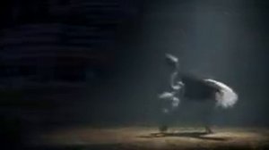 Кумба король сафари