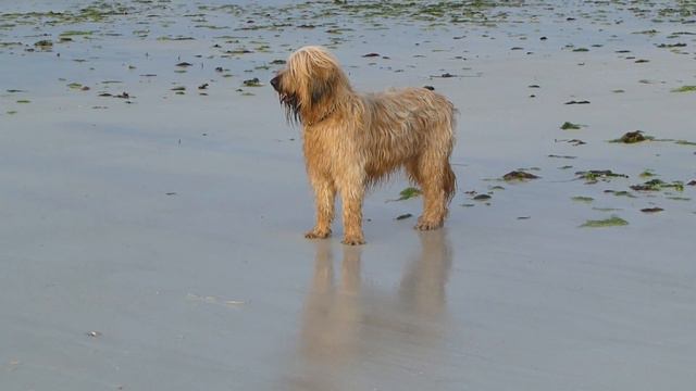Kuba vom Hellbergblick, 3 years old Briard смотреть онлайн