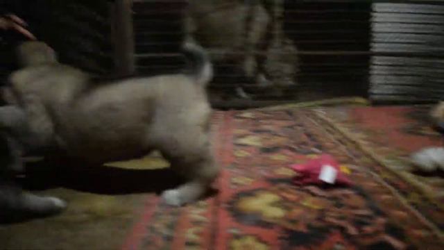 Разборка не по детски ))) смотреть онлайн