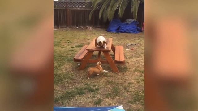 Собаки-тупаки: самые глупые собаки в мире | Дарвин в шоке! смотреть онлайн