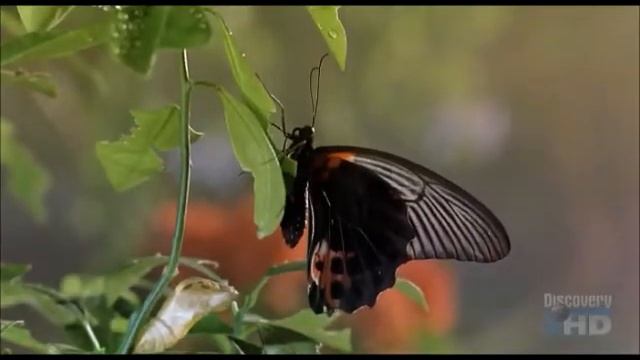 Райнер Мария Рильке. БАБОЧКА - Rilke. Babochka смотреть онлайн