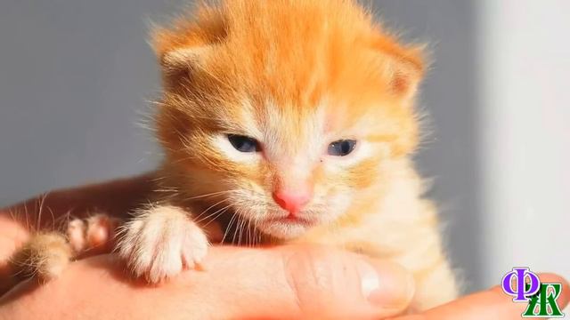 - Брысь отсюда! Ишь, повадился! – грустный котейка, прихрамывая и опустив хвост, побрел к забору смотреть онлайн