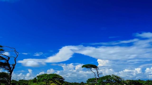WILD NATURE