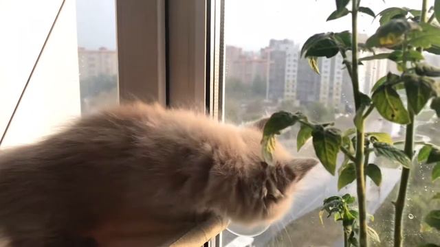 Манчкин гроза красивая смотреть онлайн