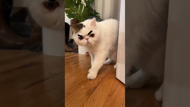 How is my new eyebrows? ? #cat #funny #relaxing #suspense #happy смотреть онлайн