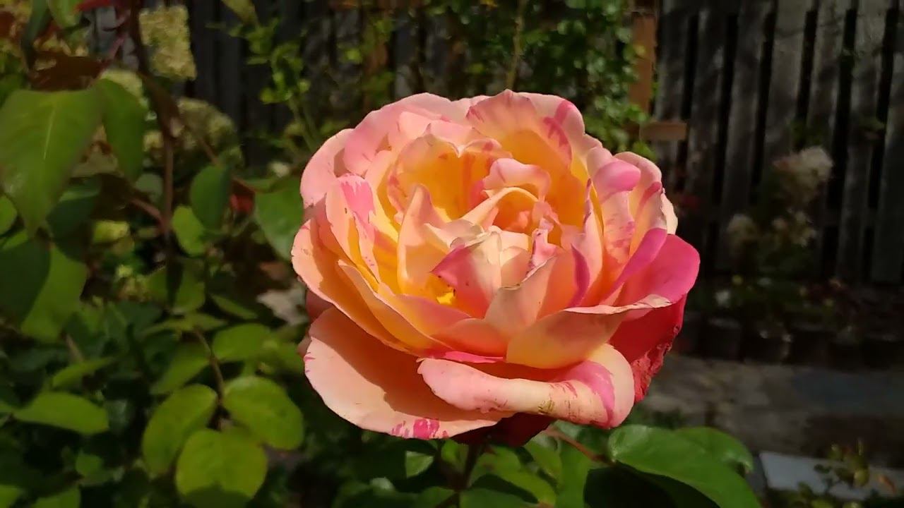 Розы. Осенние подкормки. Ответы на вопросы. Обзор текущих дел. смотреть онлайн