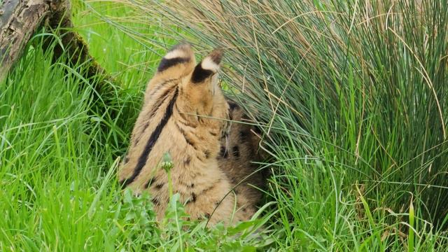 Parc animalier de l'auxois WATUSI - SERVAL vidéo à régler en 4 k смотреть онлайн