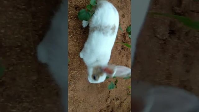 Rabbit rocket speed. смотреть онлайн