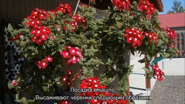 Ампельная вербена — выращивание в горшке, посадка и уход