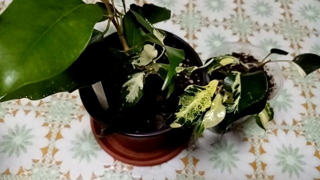 Не даёт покоя фикус Кёрли. Посмотрите кто зацвёл!