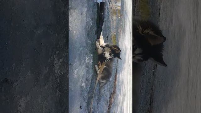 Босс ест уголь) смотреть онлайн