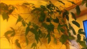 Маракуйя в домашних условиях