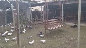 #Голуби #Дагестана   Голуби Лачинова Сергея! пос.Белиджи