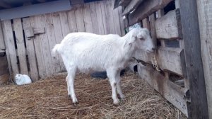 Как увеличить количество молока у коз зимой??