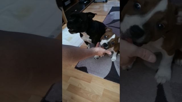 Стаффбуль и Арбуз
#стаффбуль #стаффи #стаффордширскийбультерьер #staffordshirebullterrier #staffy смотреть онлайн