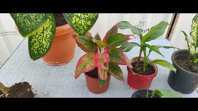 Aglaonema Chinese Evergreen Plant Care | Light, Water Requirements, Soil Mix & Propagation смотреть онлайн