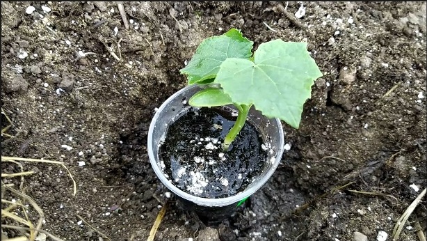 Посадка огурцов. Улучшение качества почвы. смотреть онлайн