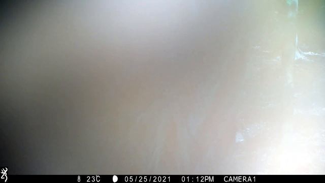 У лося смешные рога!!! смотреть онлайн