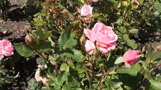 Rosa "Queen Elizabeth" Floribunda Rose смотреть онлайн