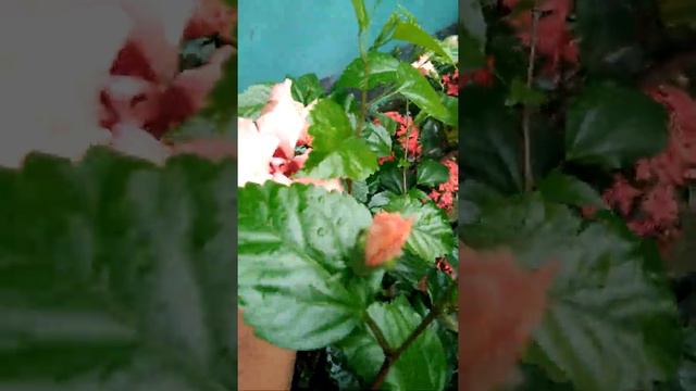 Mini double pink hibiscus flowers growing my garden / Joba ful / #All seasonal flowering plant смотреть онлайн