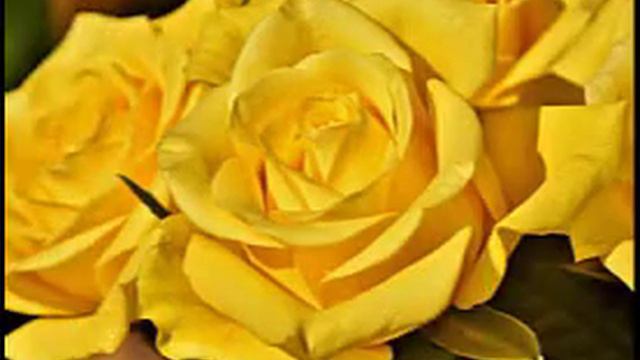 Most Beautiful Yellow Roses HD Photo By RM | With Beautiful Music | ❤Wallpaper смотреть онлайн